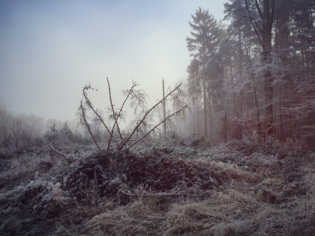 Wald Geschichten