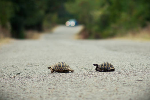 Run turtle, run for your life