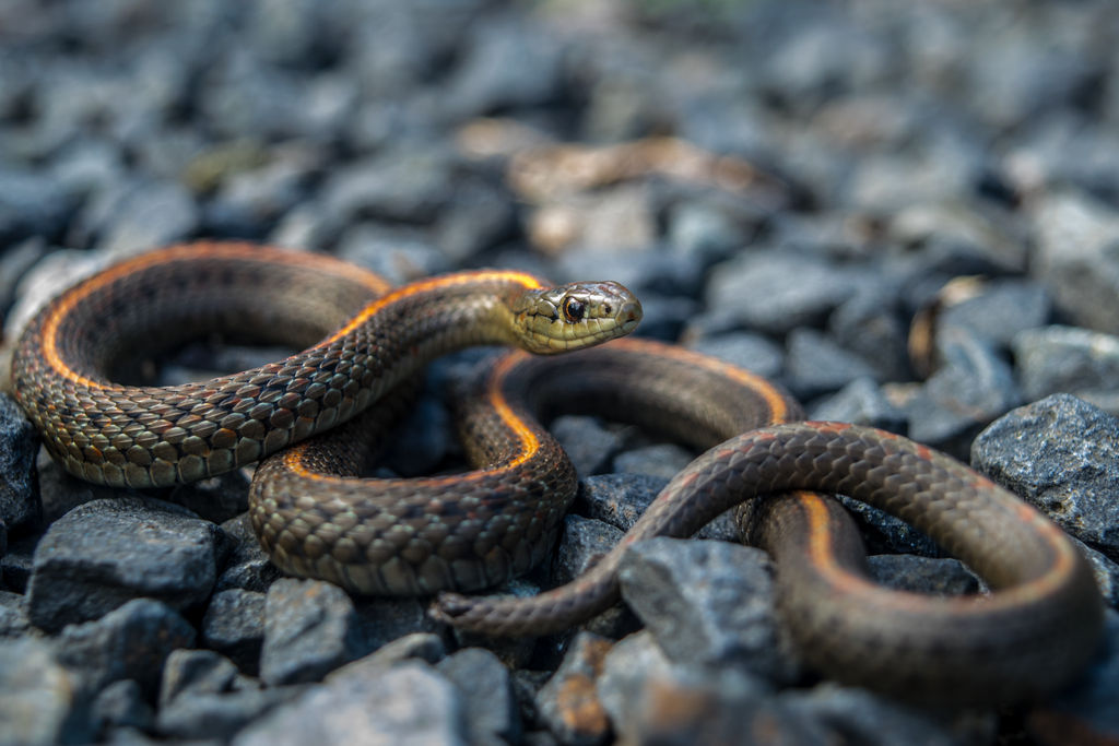 Red Racer Snake by RogueMikeArtwork on DeviantArt