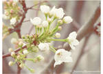 Popcorn on the Apricot Tree. by xBergen