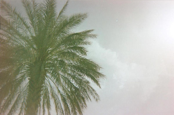 crilm- Palm