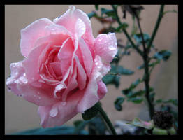 Rose in the Rain