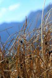 Autumn grass of High Tatras