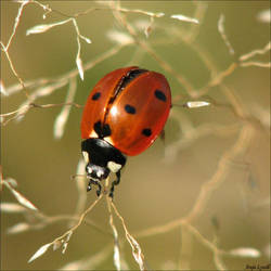 Ladybug 03