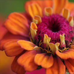 Zinnia