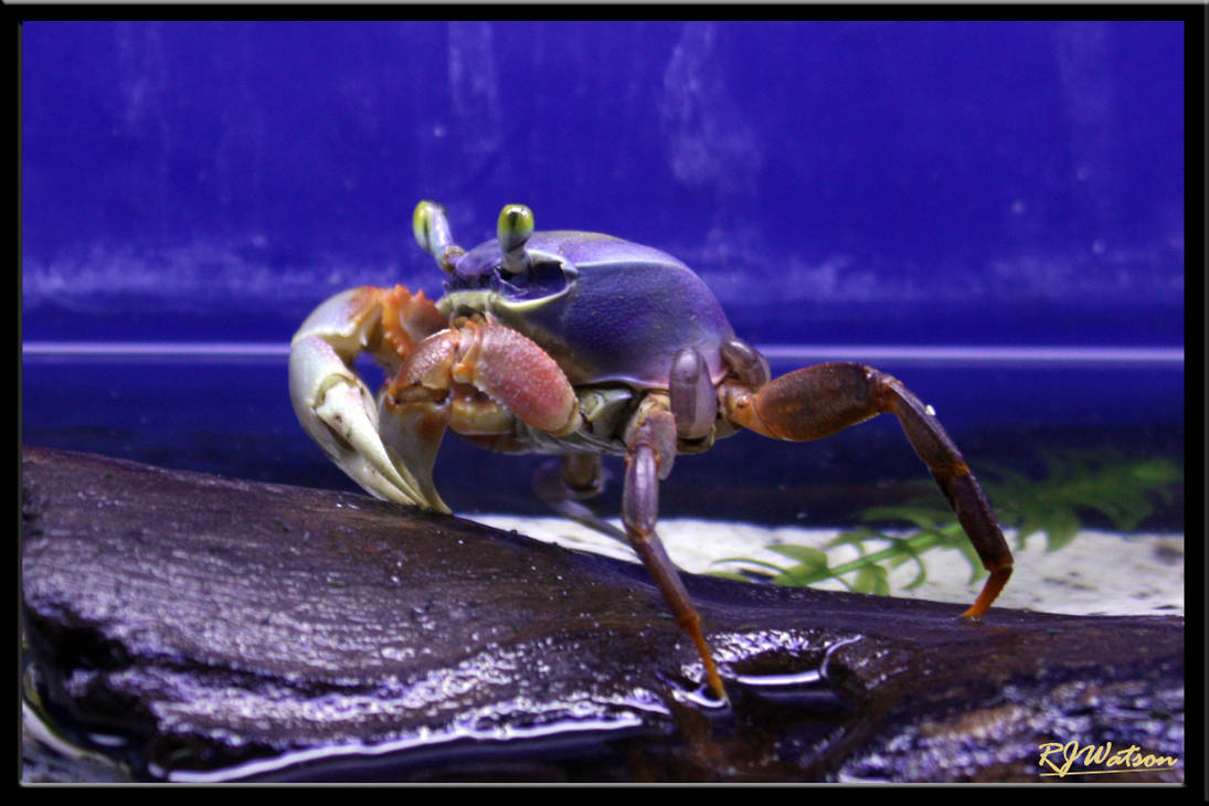Rainbow Crab by Xeno834