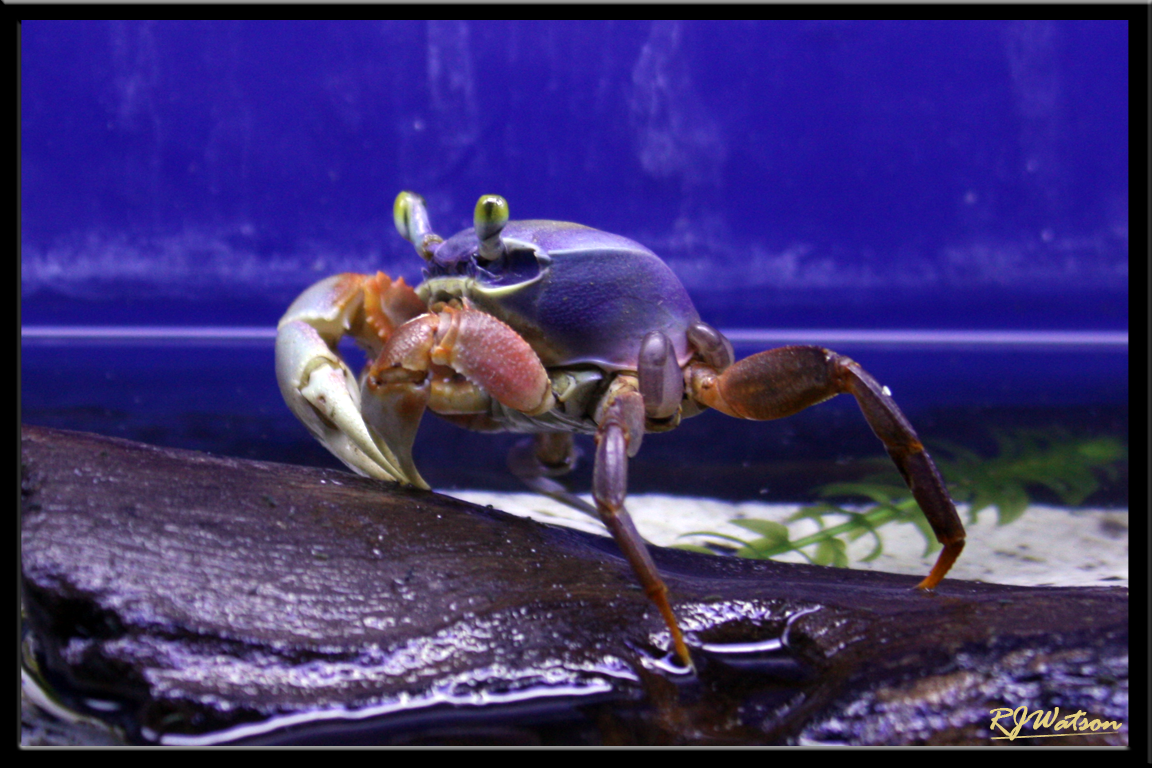Rainbow Crab by Xeno834