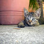 Kitten Playing