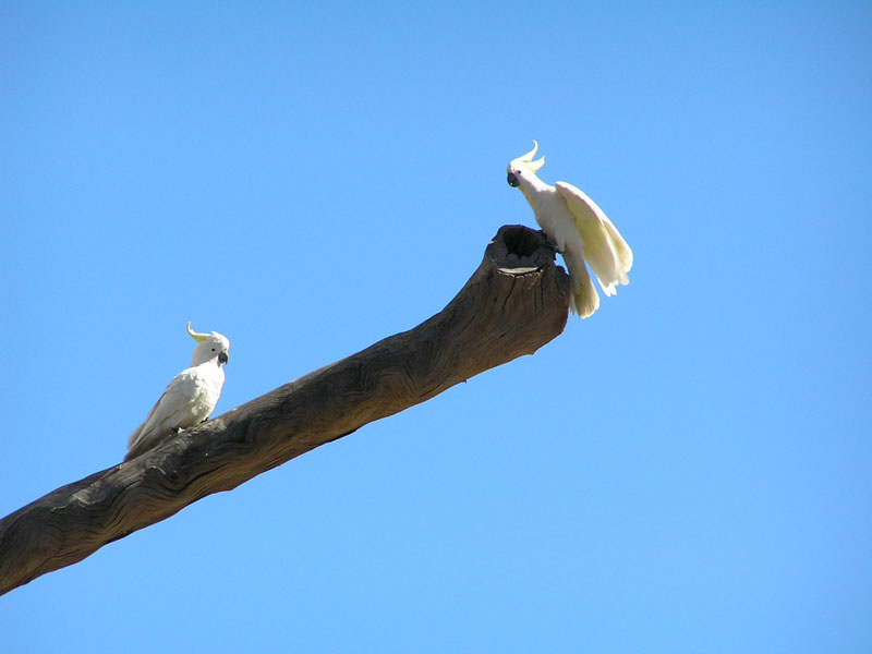 Sulphur Crested Cockatoos II