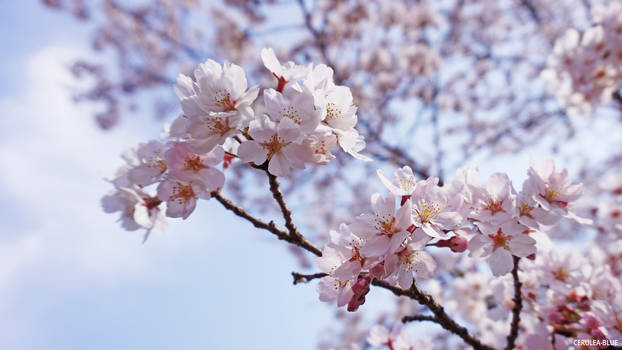 I love cherry blossoms.