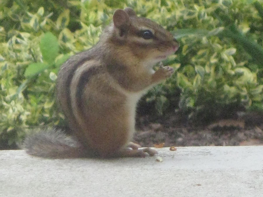 Chipmunk Shadow Chipmunk by Waterdragonshadow on DeviantArt