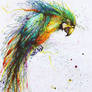 The Color Parrot