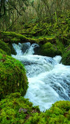 Mossy River