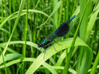 Insects dont care about hairy legs.