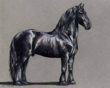 Friesian Stallion