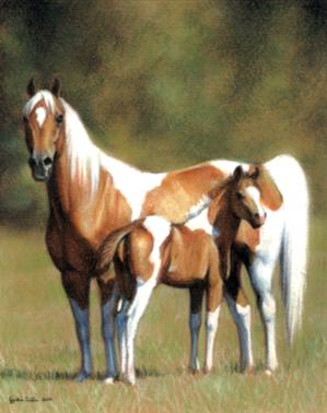 Pintabian Mare And Foal