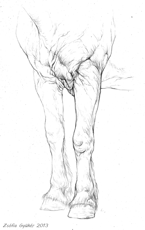 Horse Leg - Chest Study