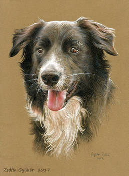 MUSZTANG the border collie