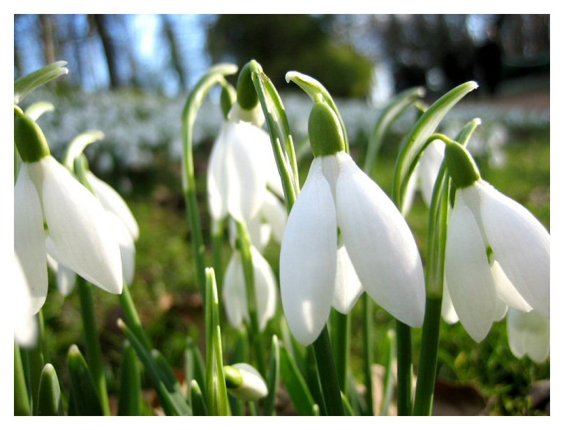 Snow drops 2