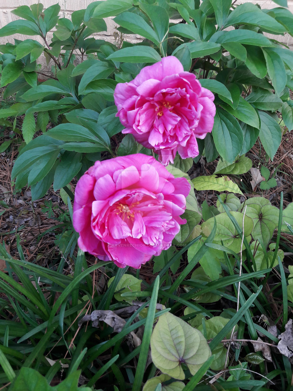 Magenta Peonies!