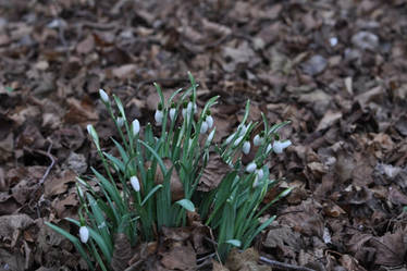 snow drops