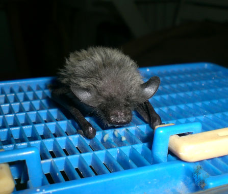 little bat by PaolaCamberti little bat by PaolaCamberti