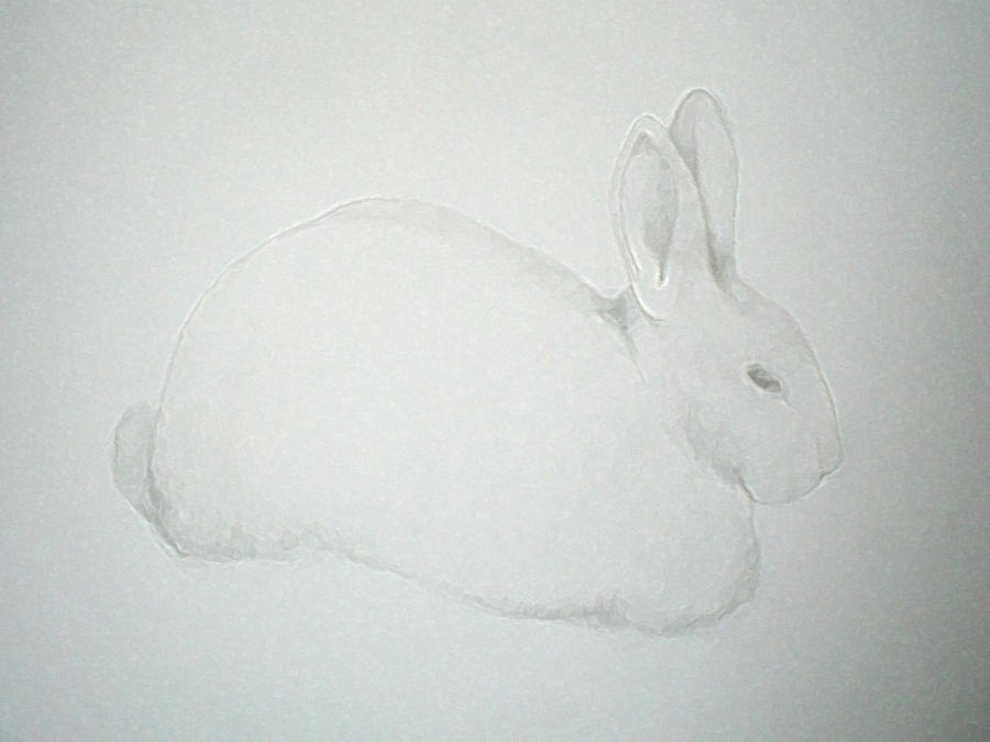 My rabbit by PaolaCamberti on DeviantArt