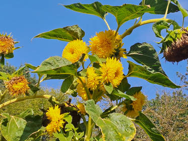 Sunflowers