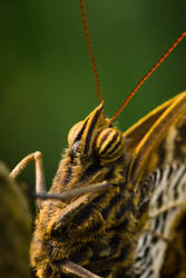 Owl Butterfly