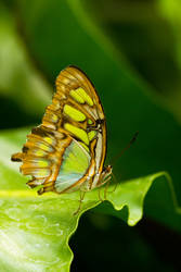 Malachite