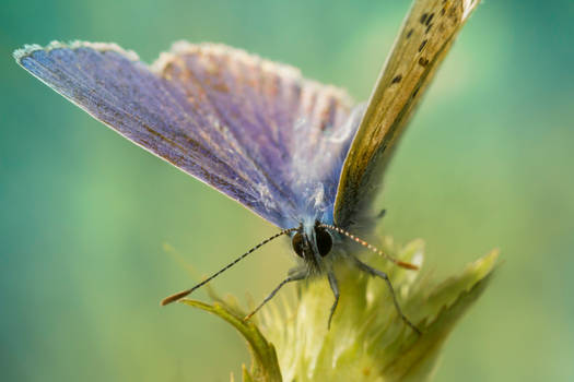 Silver Studded Blue