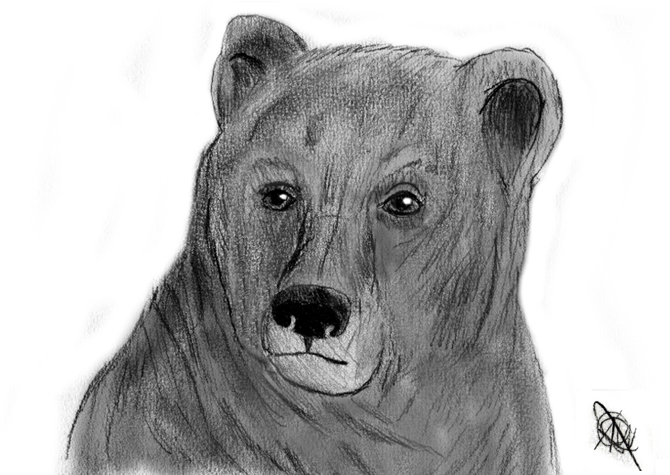 005 - Brown bear