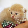 Beaded kittens