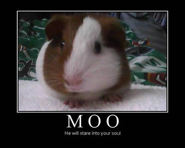 Beware the Moo