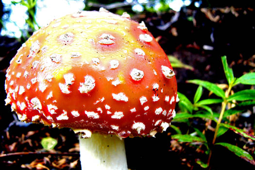 Edited Mushroom