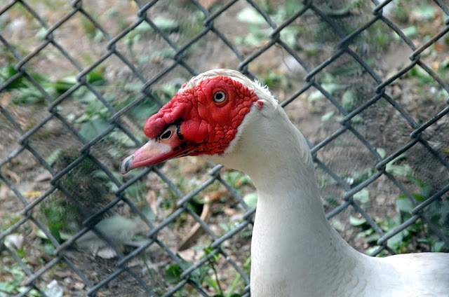 Goose with the baby blue eye