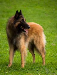 Belgian Shepherd Tervueren