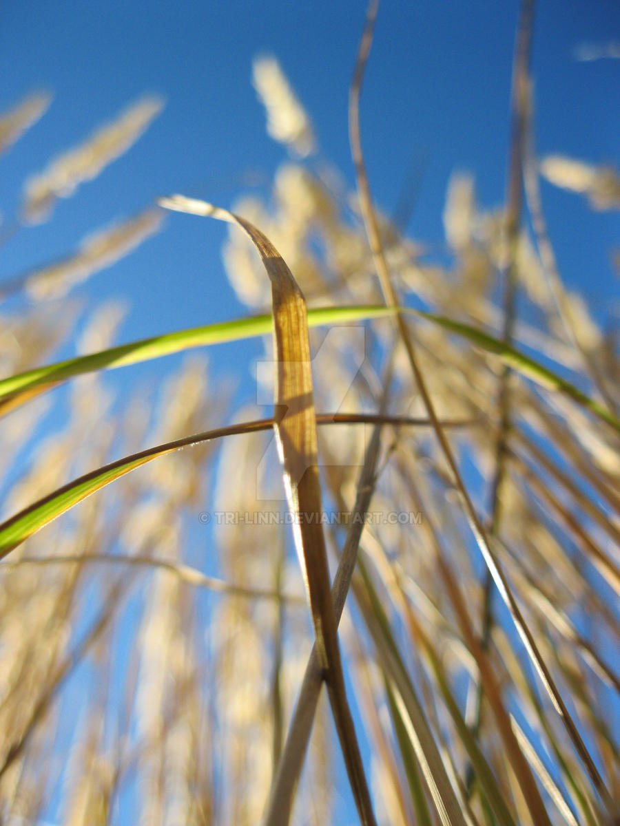 Tall grass #3