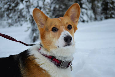 Sadie the Corgi