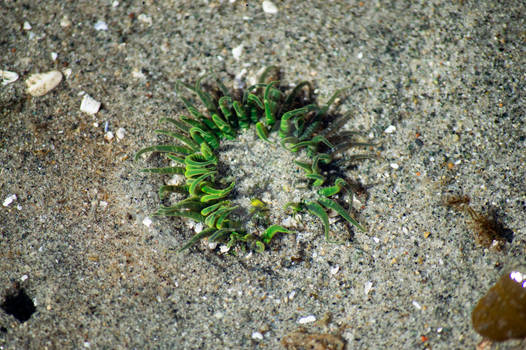 Sea Urchin 2