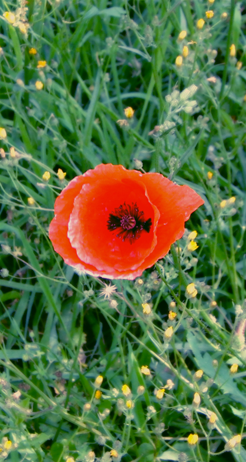 red bloom