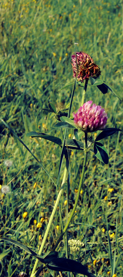 wild clover bloom