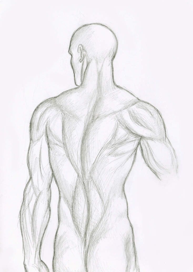 Anatomy Practice: Back