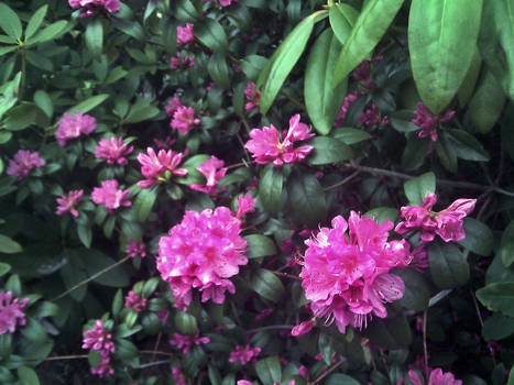 Rhodium Rhododendron