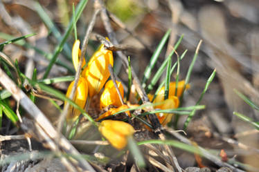 Crocus