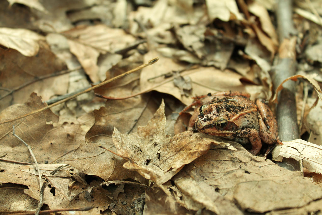 Mostly Dead Leaves