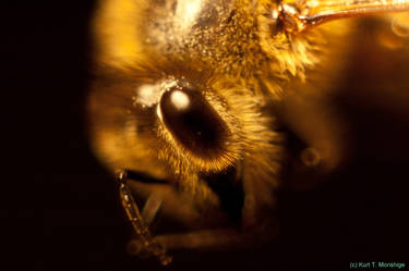 Honey bee