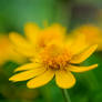 Yellow Flower in the Garden