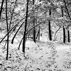 Snowy Trail