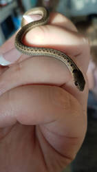 thamnophis sirtalis sirtalis babys